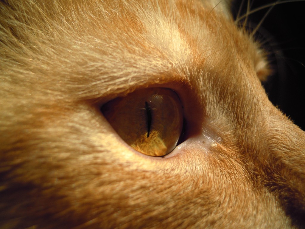 cat eye infection treatment