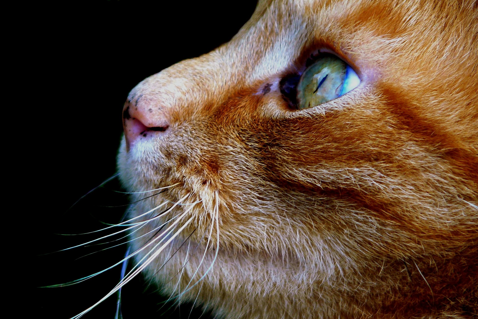 Cat Eye Infections What You Need to Know