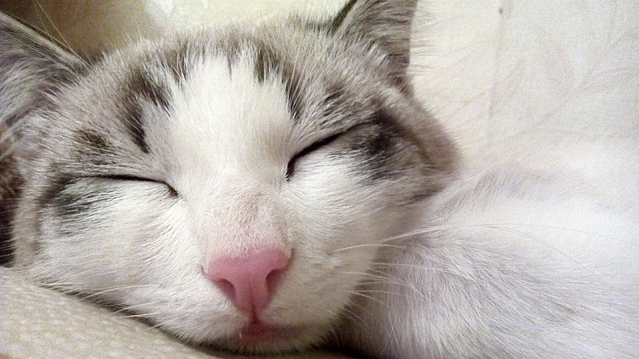 What Does It Mean For A Cat To Sleep Next To You