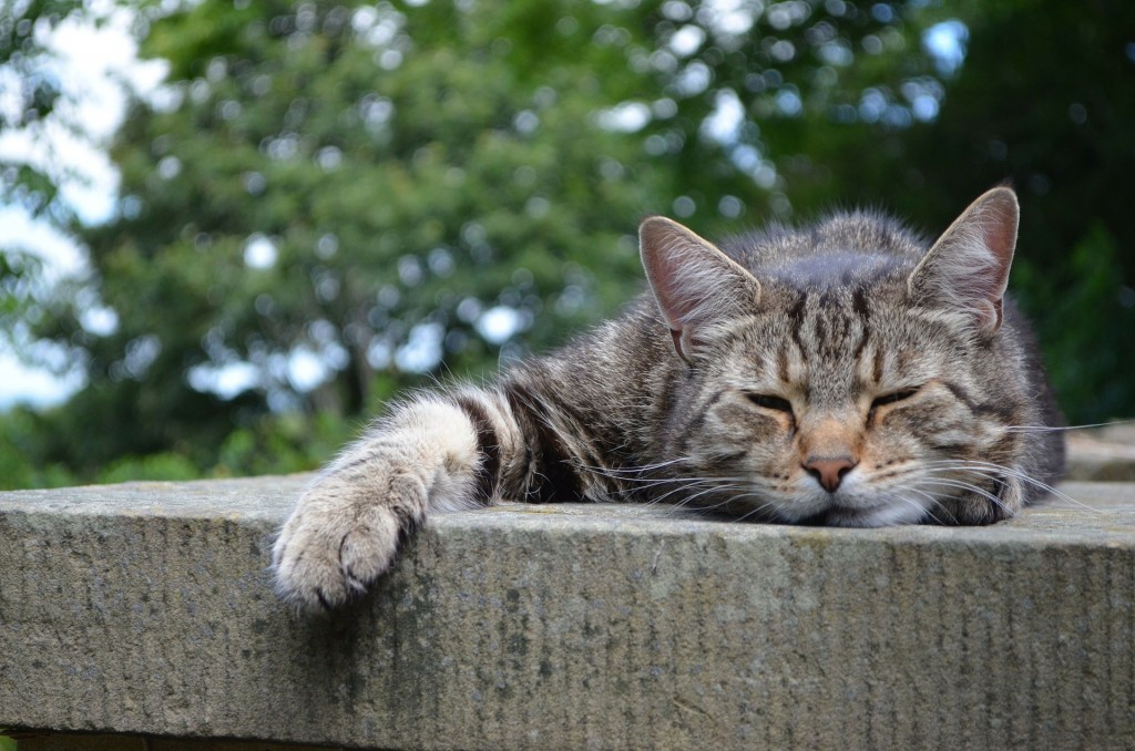 Putting a Cat to Sleep Everything You Need to Know