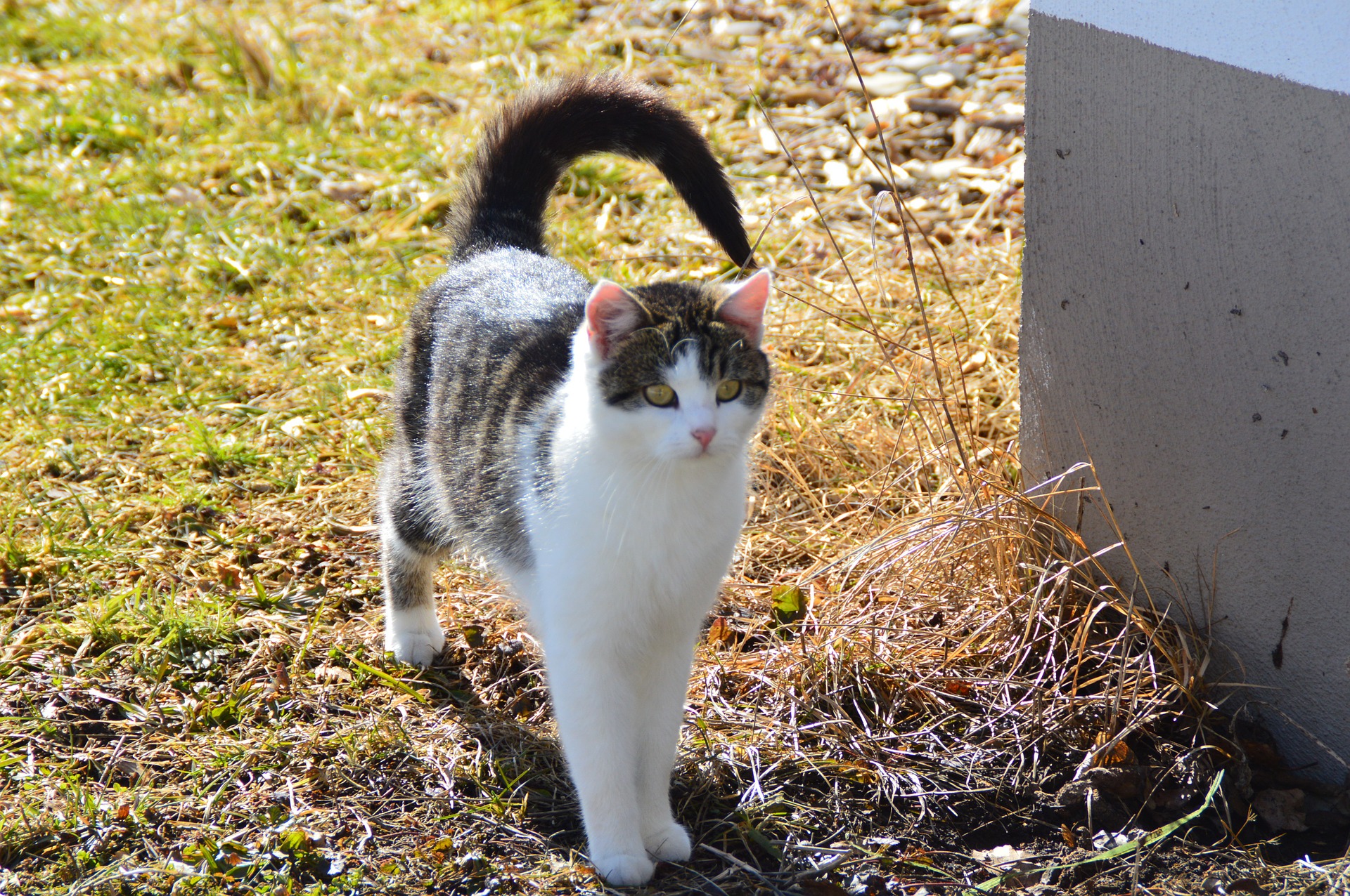 Why Do Cats Wag Their Tails Understanding The Behavior