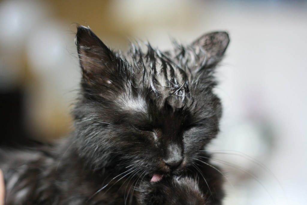 cat flea bath