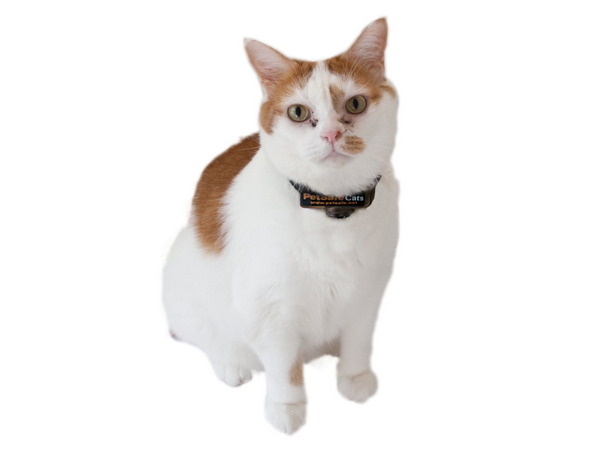 cat shock collars