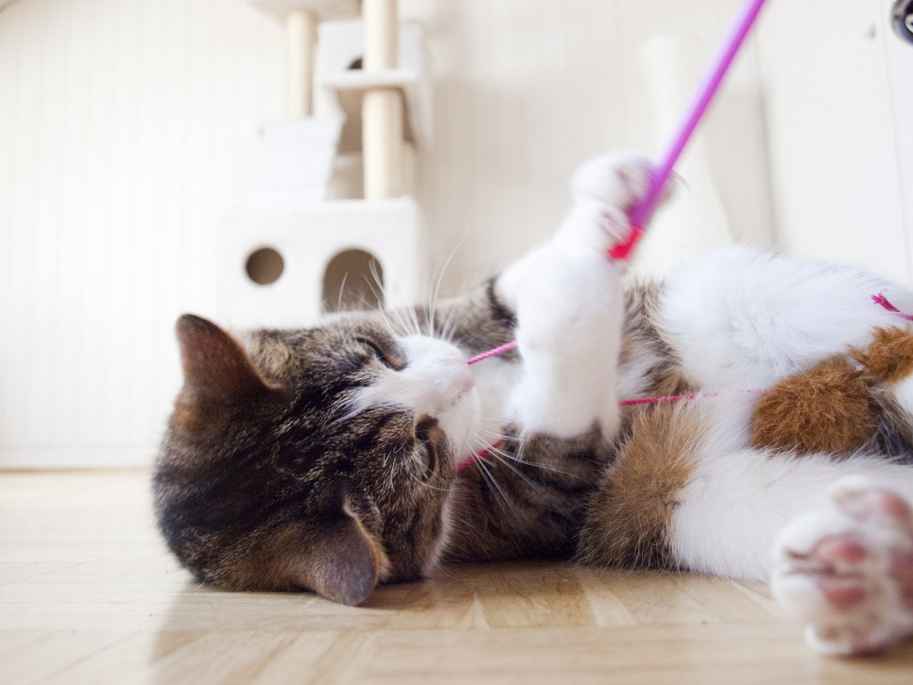 dealing with bad cat behavior