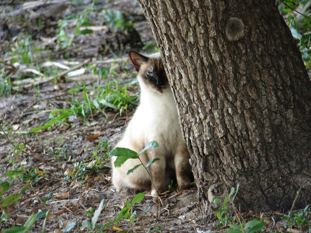 how to discipline a cat the wrong way