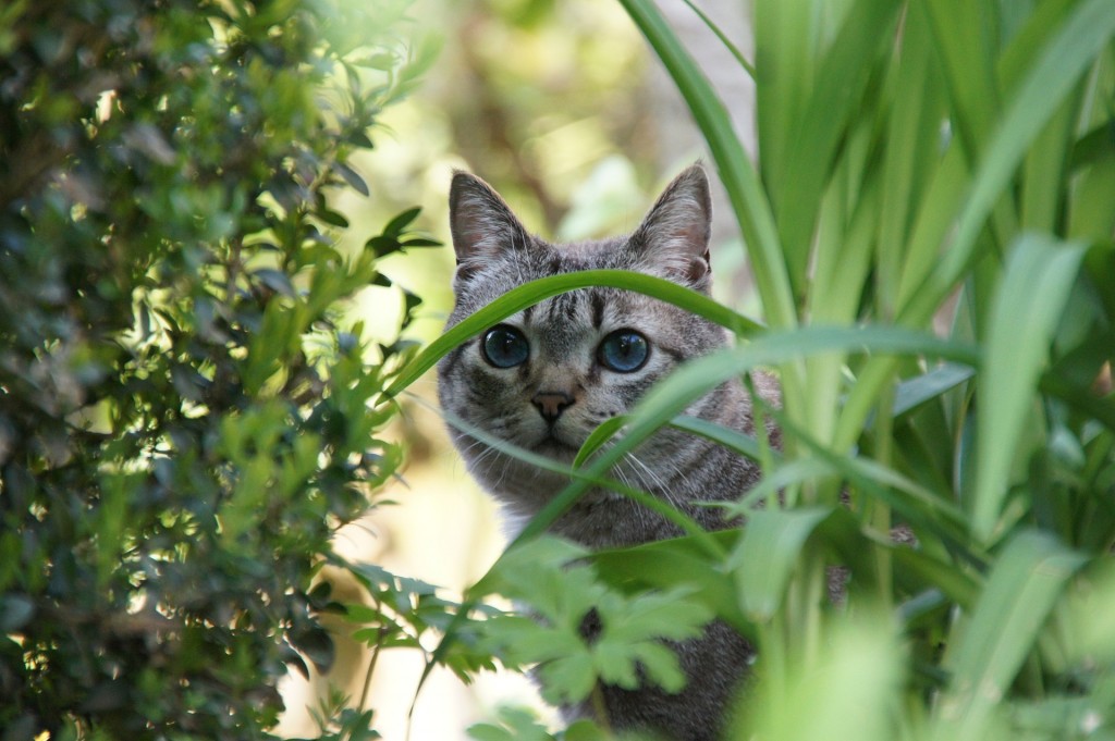 how to keep cats away from plants