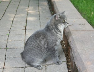 strange cat tails like the manx